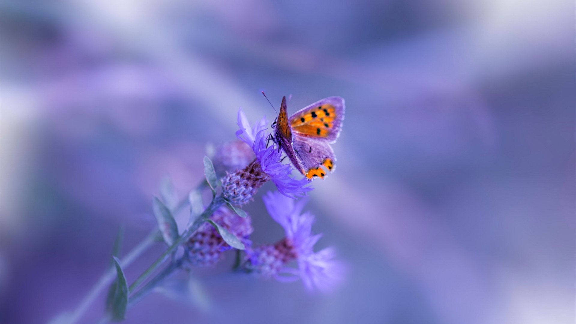 霍勒迪关键一击定乾坤,鹈鹕险胜太阳的激情之夜