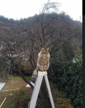 杜兰特一手掌控比赛走势，76人完胜新疆队