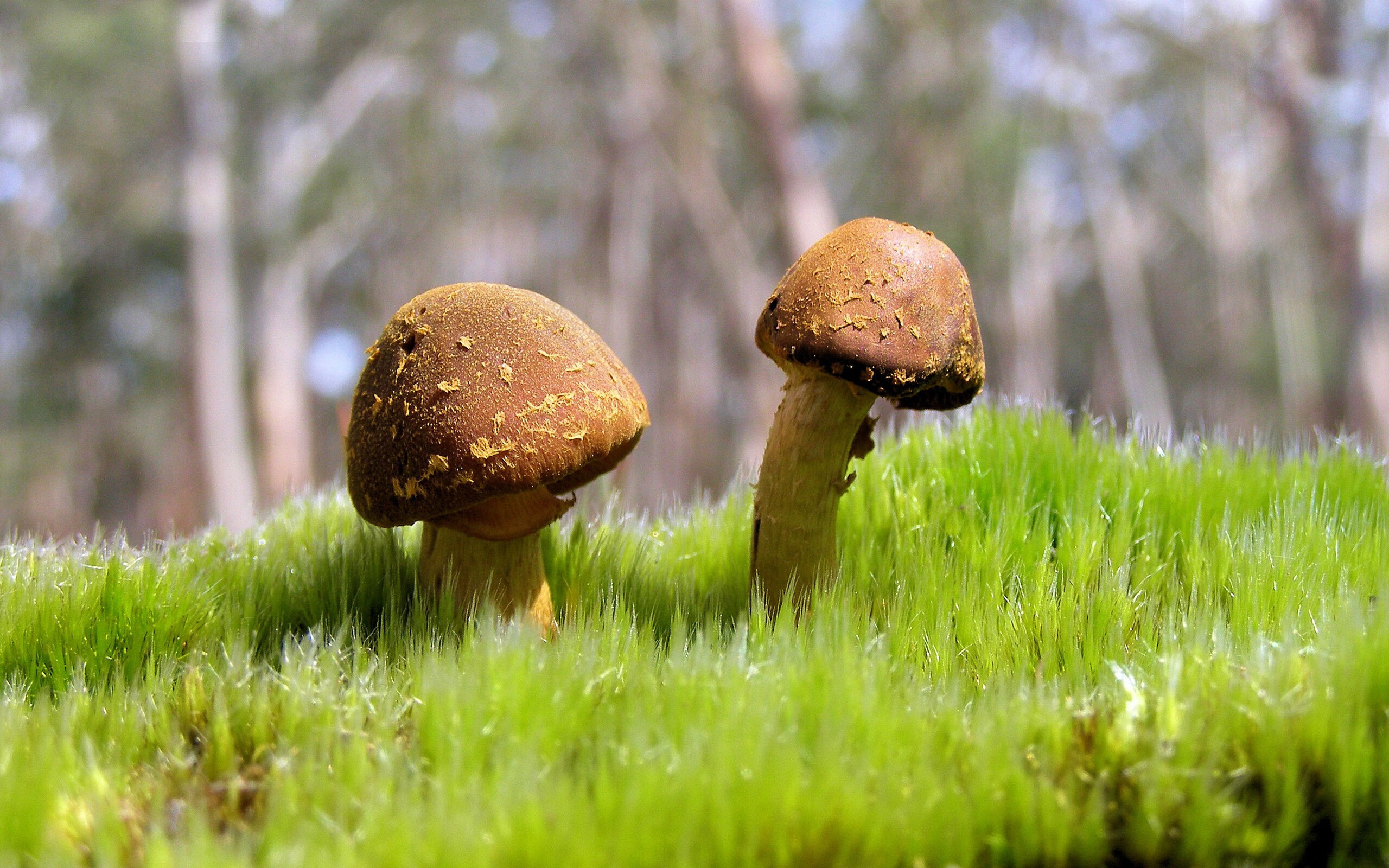 从希腊到慕尼黑,当精神粉碎遇上战术接管