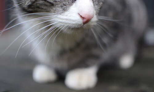 门将的战争，从库尔图瓦的教科书到希腊神话的冷门公式