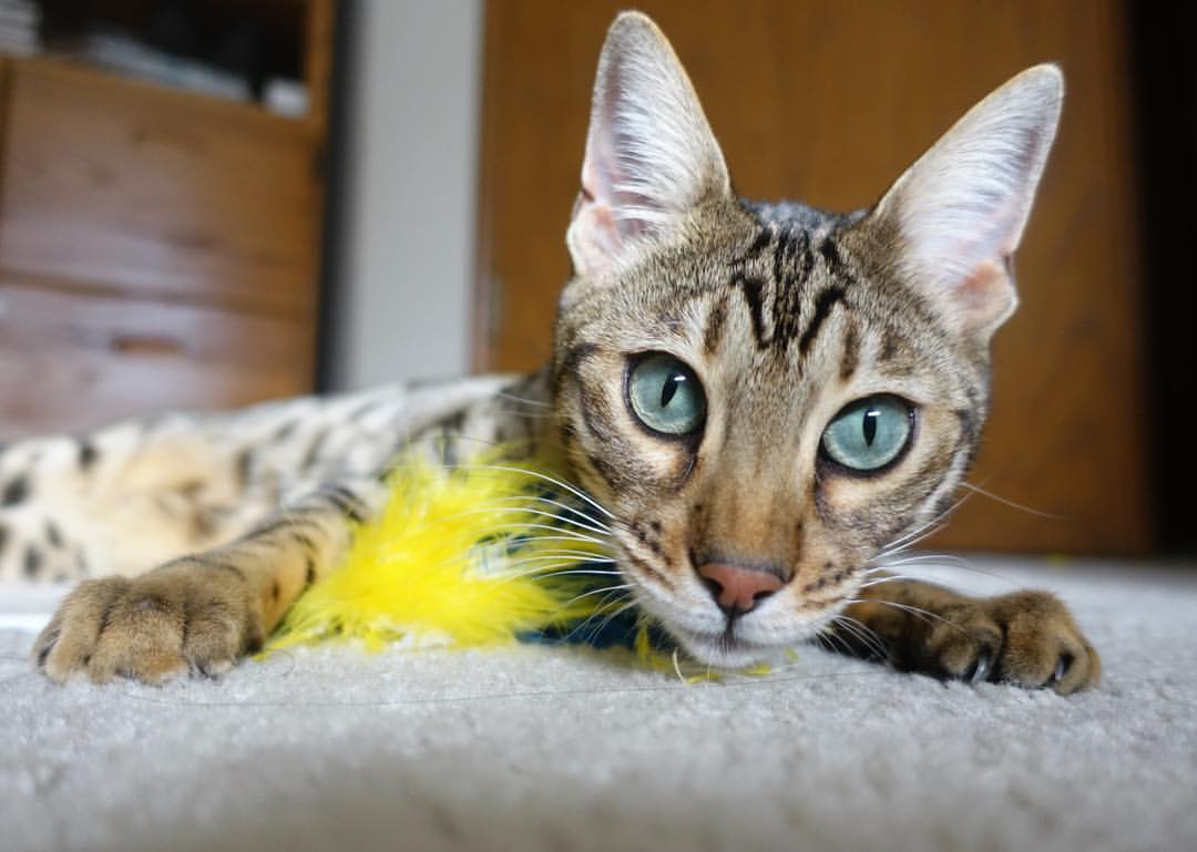 鏖战绿茵，乌克兰力克澳大利亚，阿什拉夫进攻端统治全场