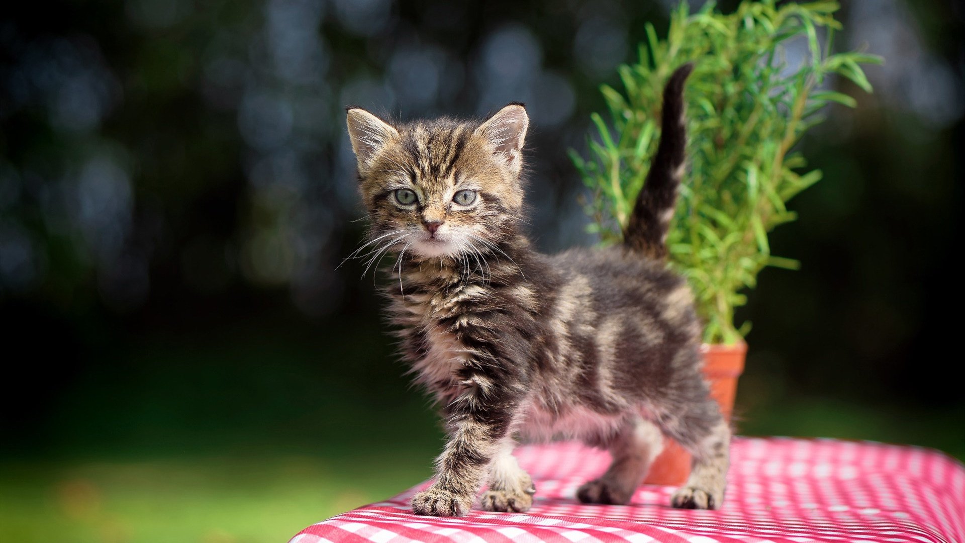 福克斯闪电两传一射导演逆转,西甲国家德比之夜再添经典