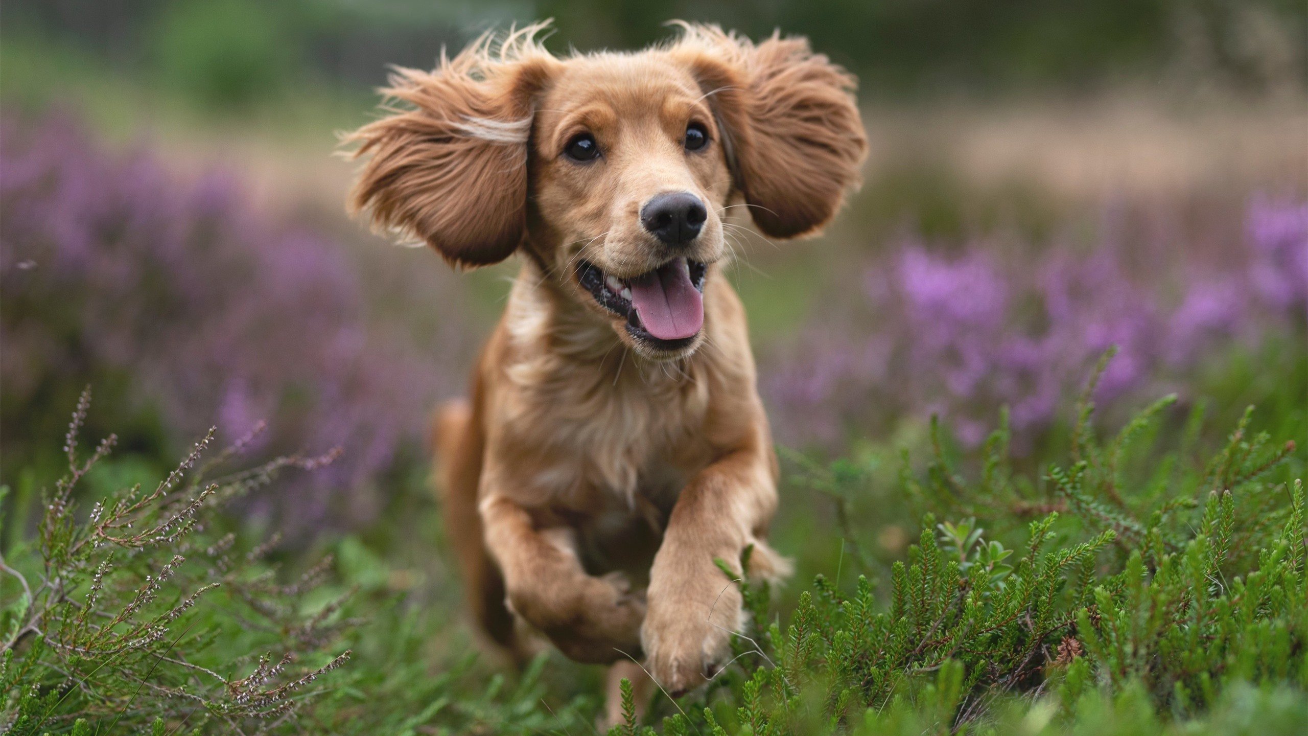 开云体育-英格拉姆，F1街道赛之夜的主宰者