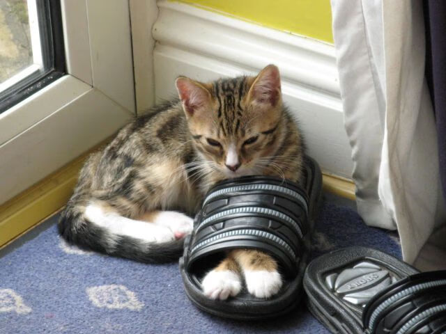 西亚卡姆40分生涯之夜，雷霆团队风暴掀翻联盟第一