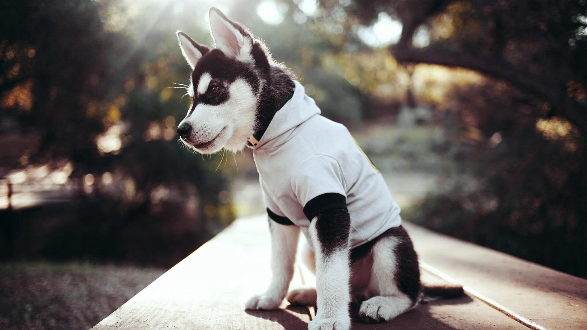 开云体育-枫叶军团碾压西甲劲旅!莱万一锤定音诠释何为世界级