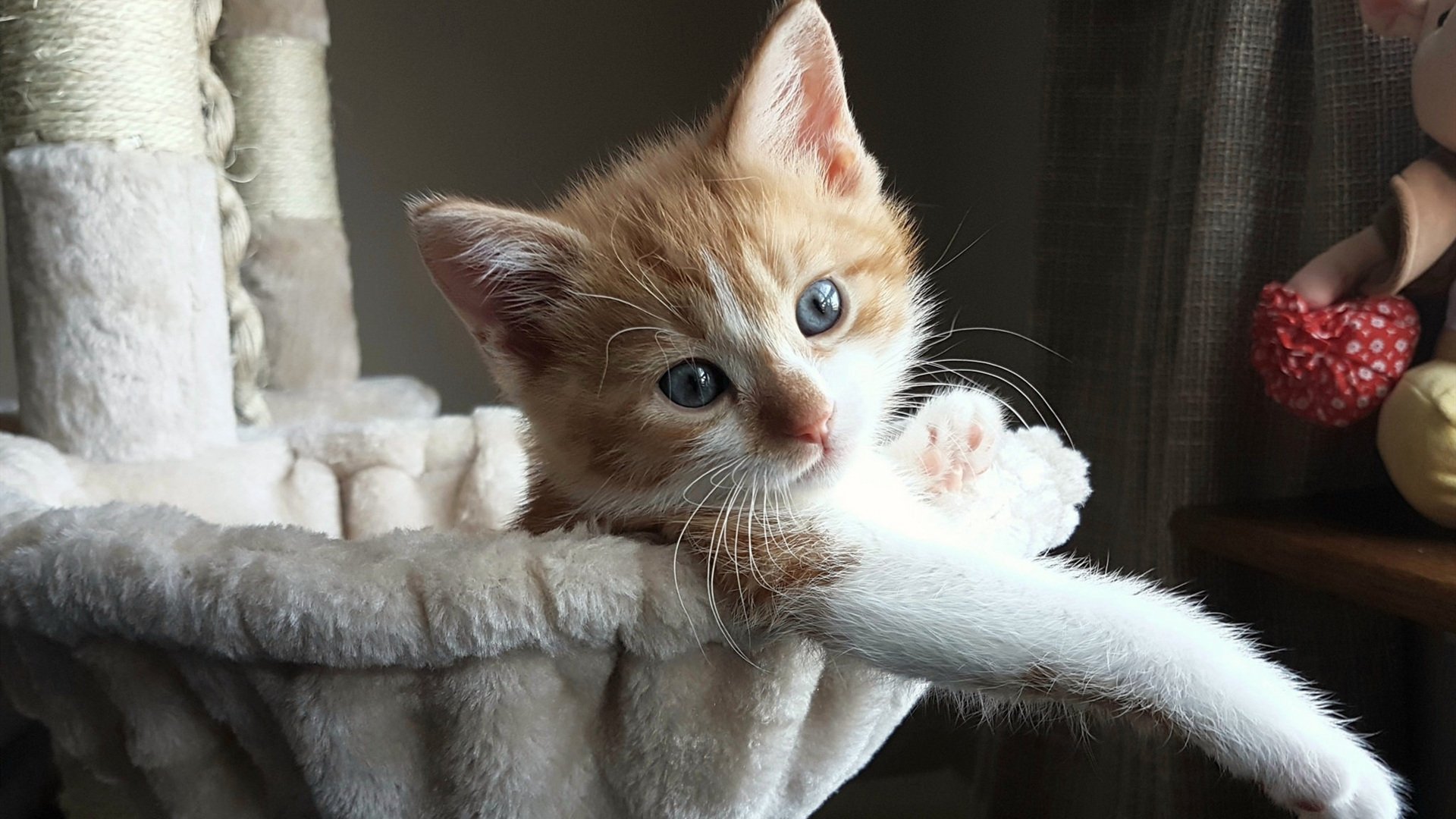 福克斯，聚光灯下的刺客，老鹰逆袭热火的冷血引擎