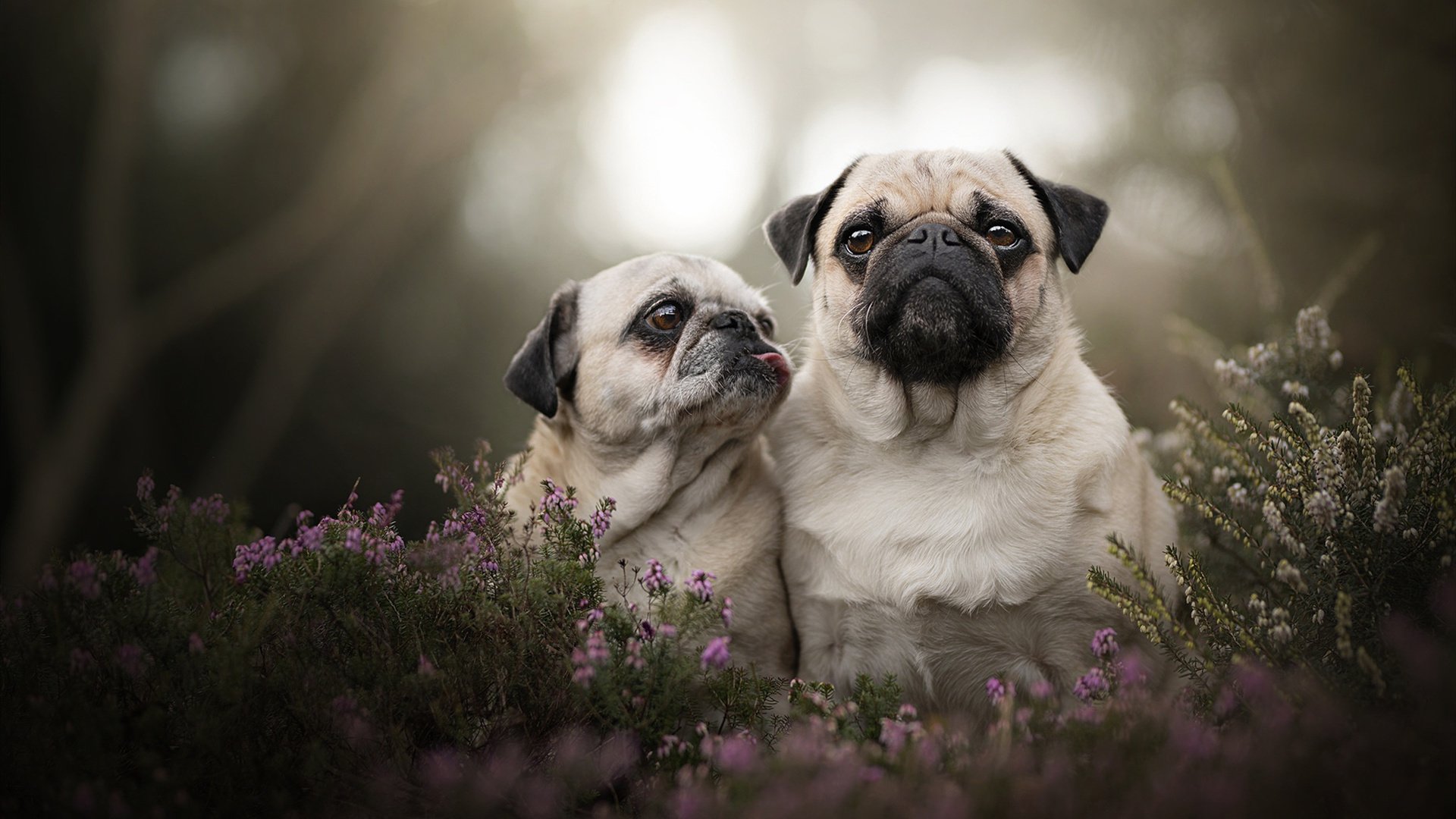 切特掌控比赛走势，76人客场力克太阳