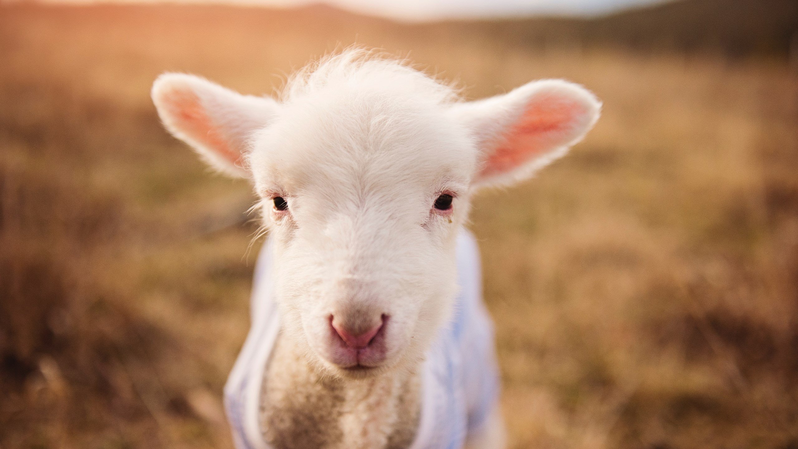铁血救赎与团队洪流，欧文的涅槃与快船的胜利哲学