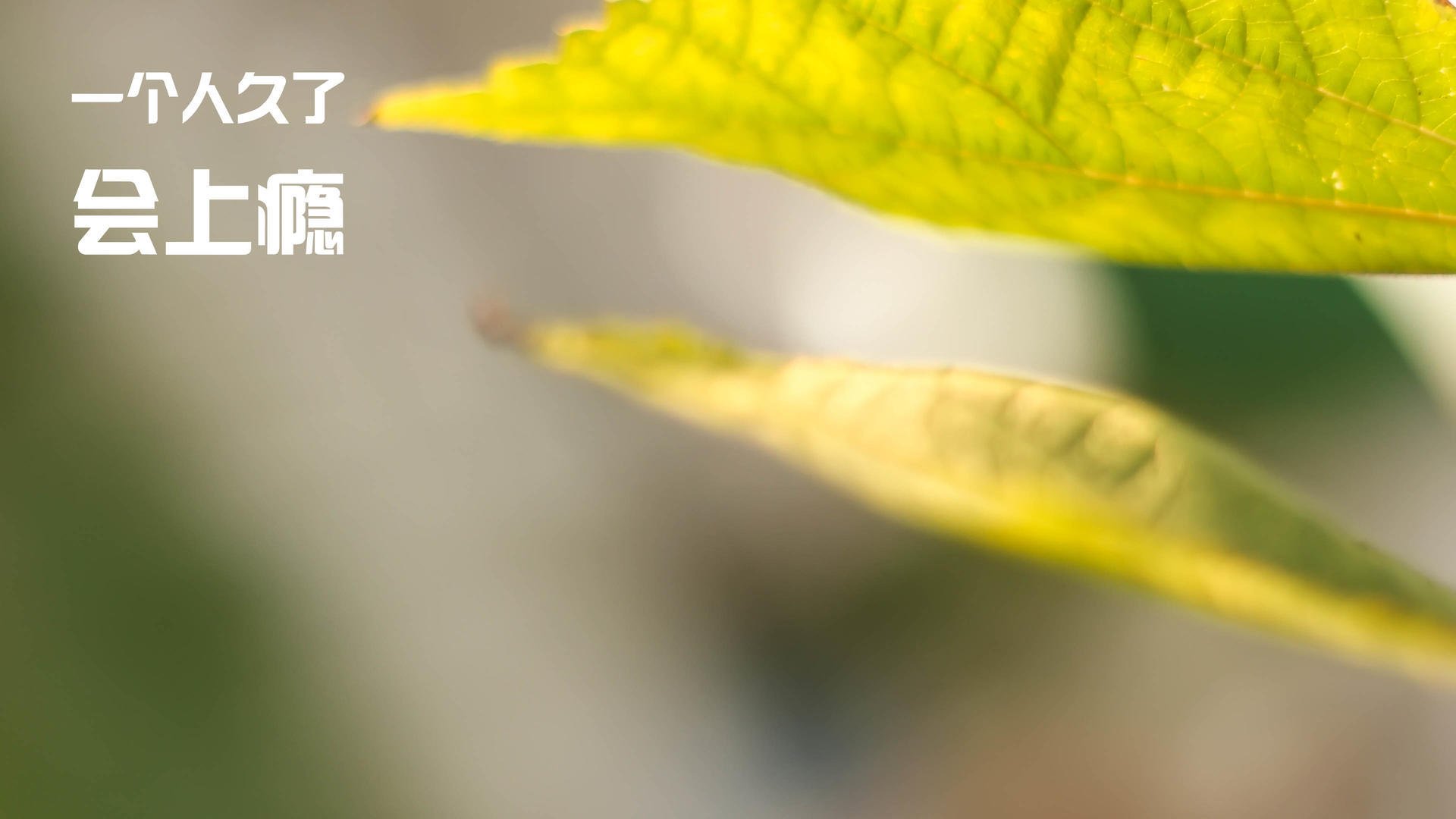 足球世界的双重奏，西甲国家德比激战正酣，瑞士生死战力克威尔士