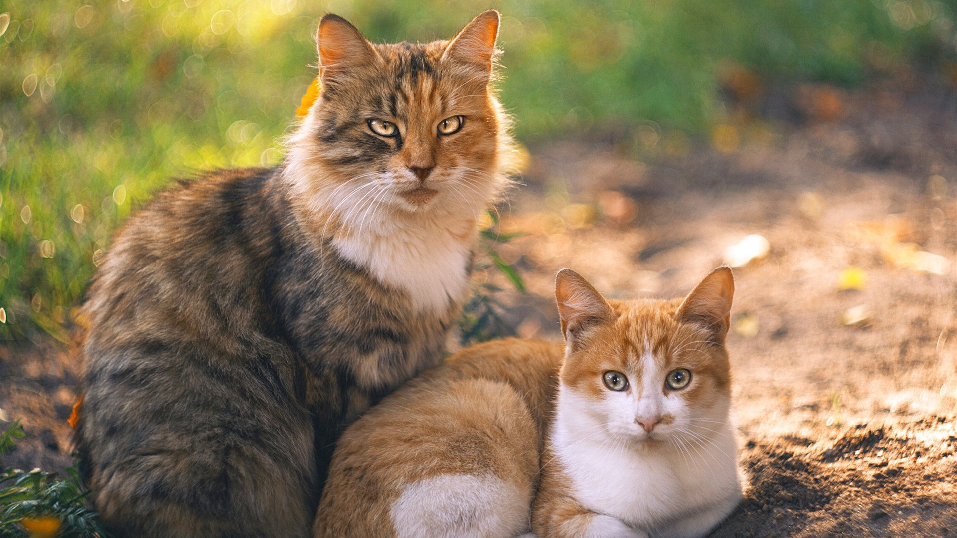 孤胆英雄杰伦·格林44分擎天柱 吉林加时鏖战力克奇才